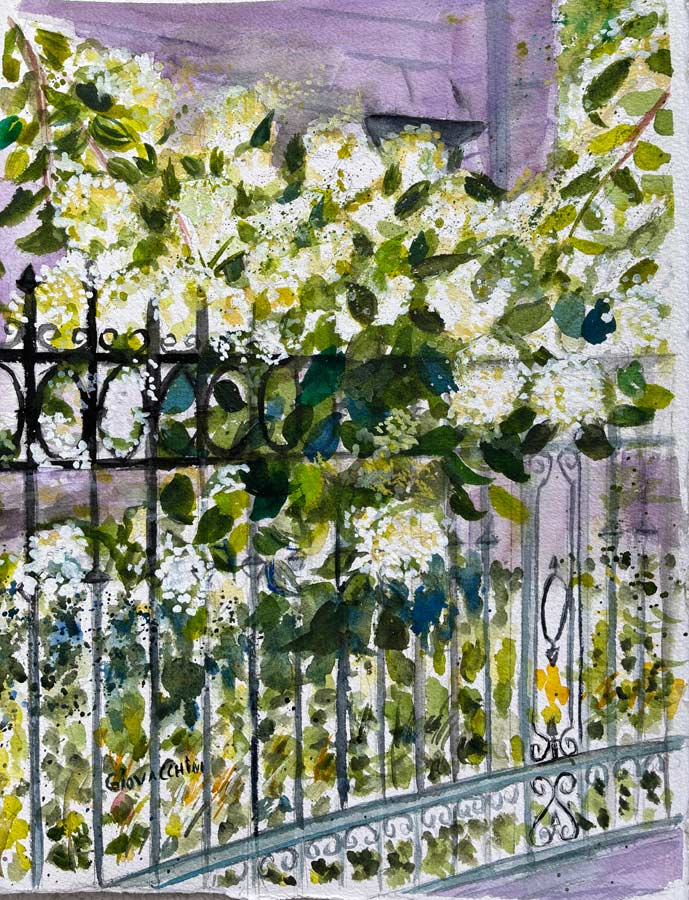 Hydrangeas on Astor